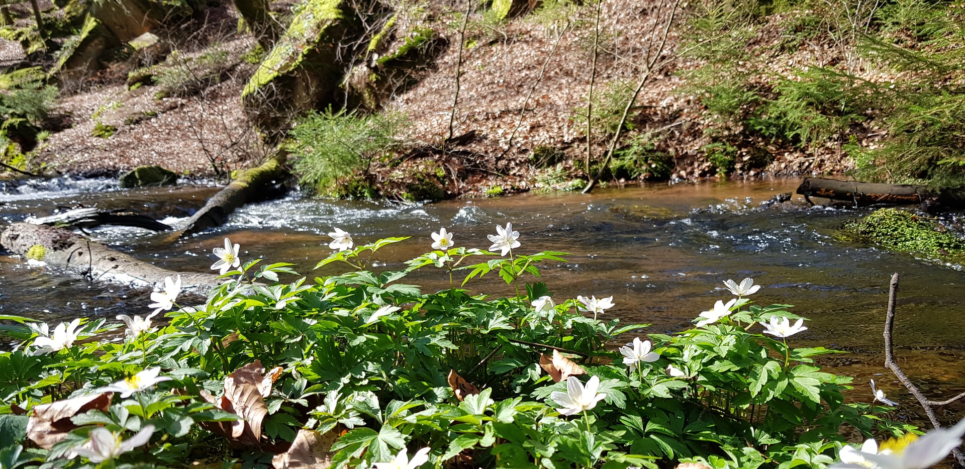 Waldbach im Pfälzerwald – Lauberhof