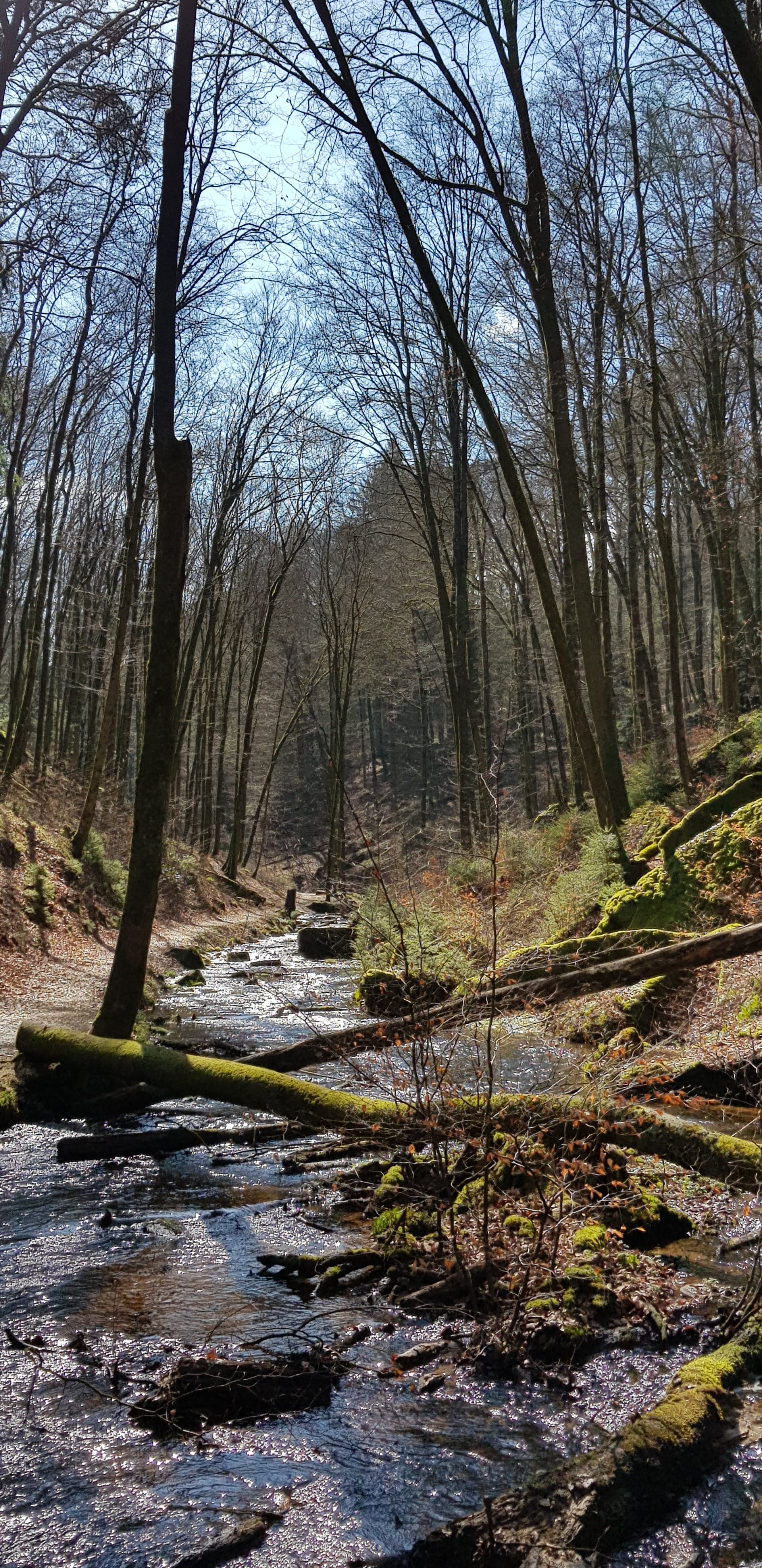 Waldbach im Pfälzerwald - Naturidylle am Lauberhof