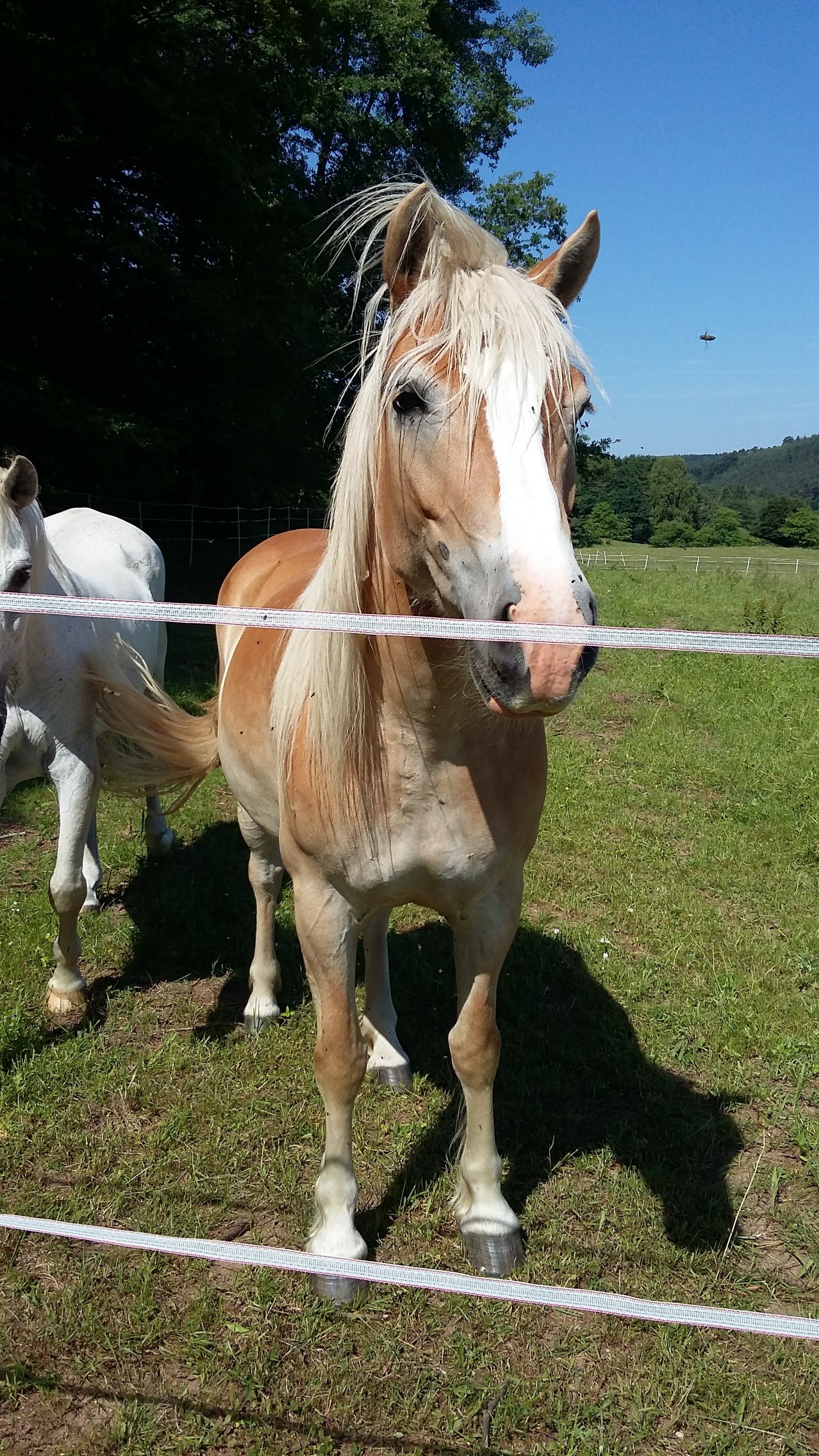 Haflinger auf der Koppel am Lauberhof