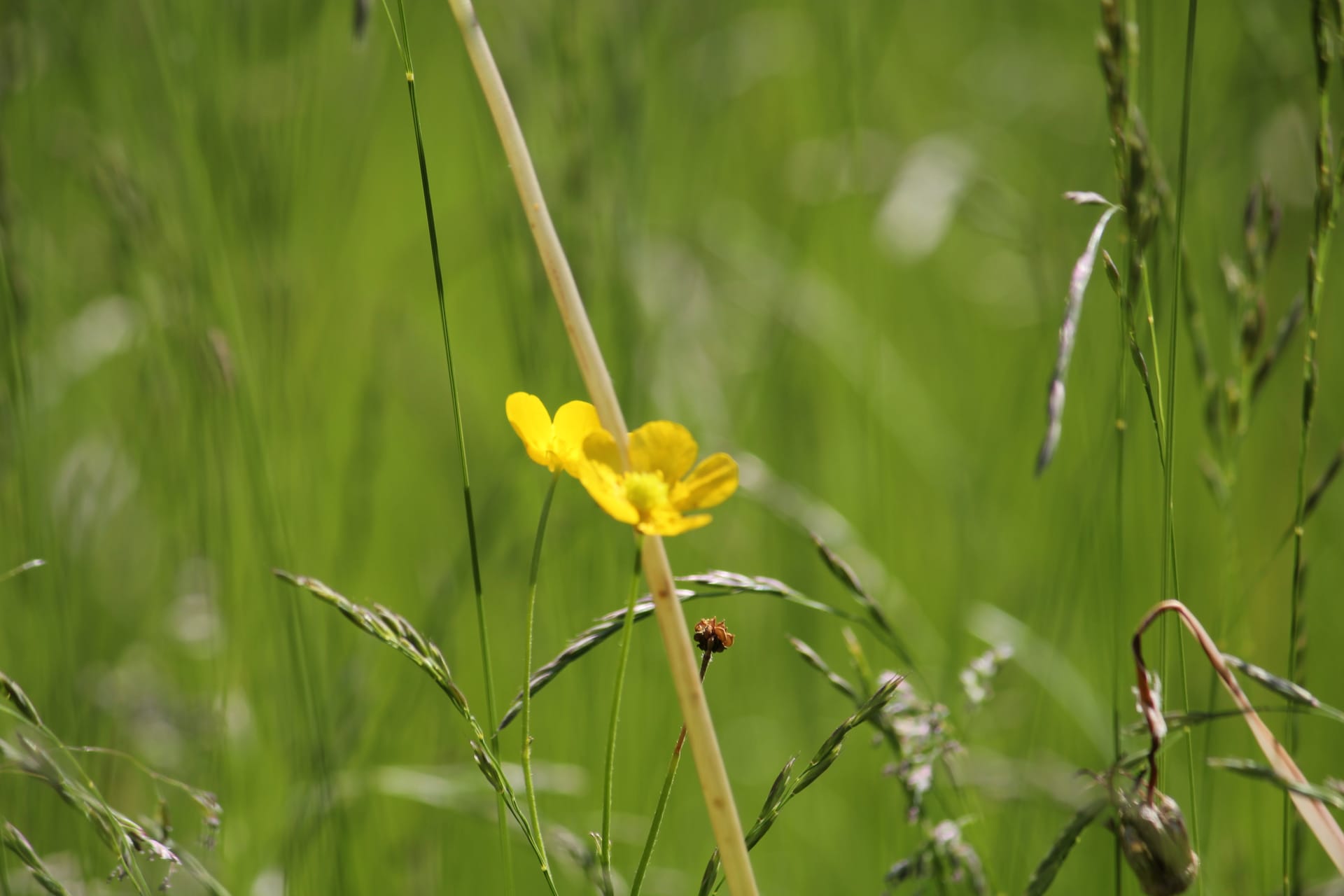 Waldstimmung im Pfälzerwald