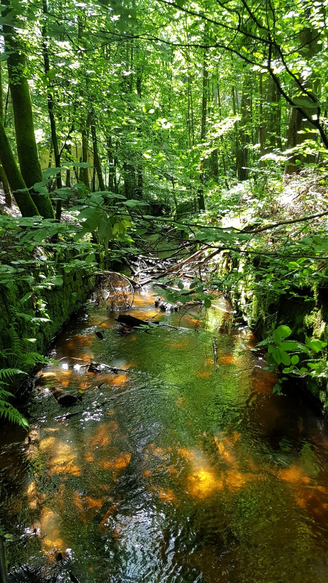 Karlstal im Pfälzerwald