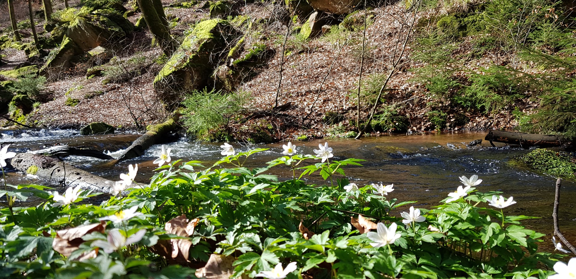 Waldbach im Pfälzerwald – Lauberhof