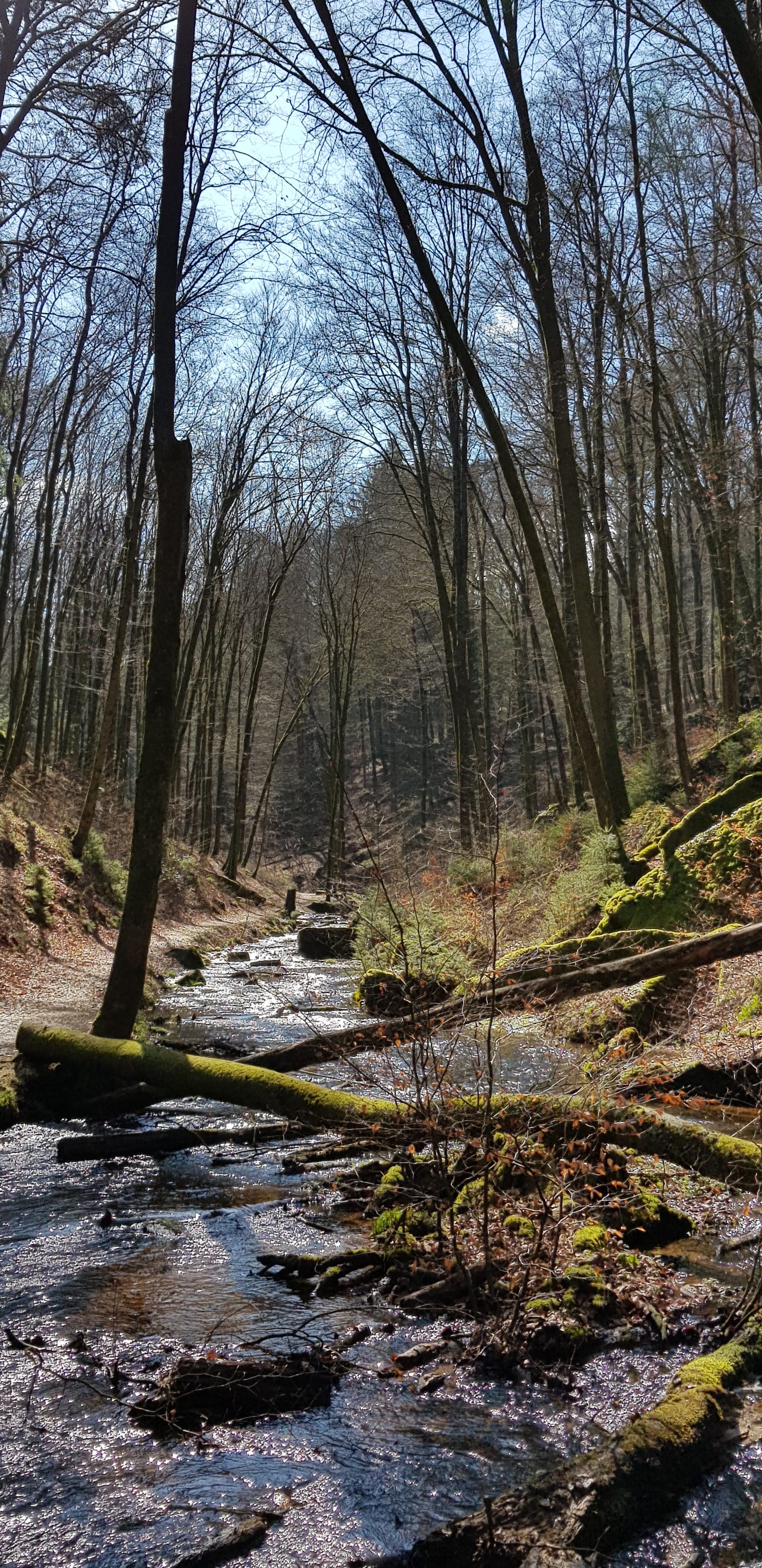 Waldbach mit Moos